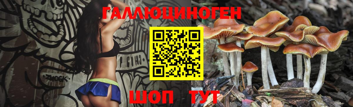 Галлюциногенные грибы Psilocybine cubensis Петрозаводск